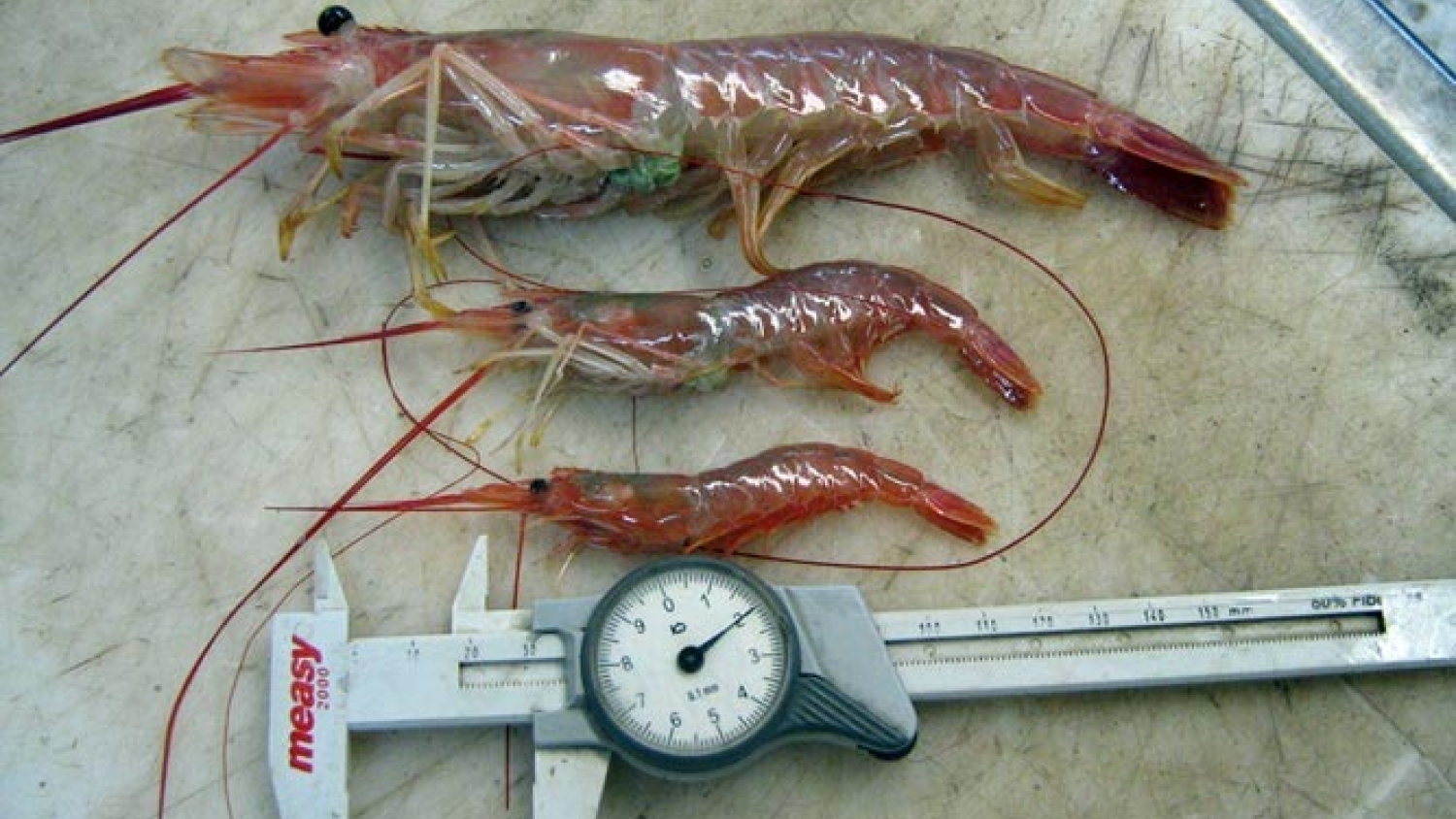 Comenzó una nueva campaña científica para evaluar el langostino en aguas patagónicas