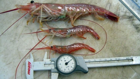Comenzó una nueva campaña científica para evaluar el langostino en aguas patagónicas