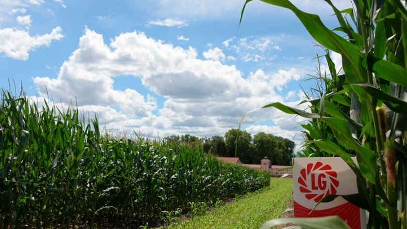 Limagrain lanzó en Expoagro su nuevo maíz con tecnología Víptera 3