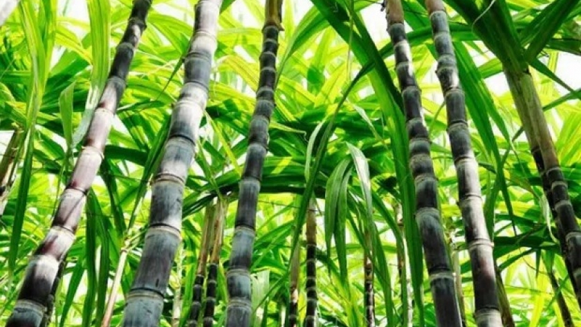 La industria azucarera apoya la Ley de Biocombustibles que se presentó en el Congreso