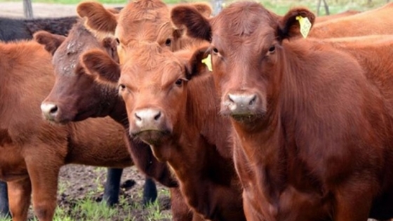 <La carne argentina genera emisiones de gases de efecto invernadero por debajo de valores internacionales