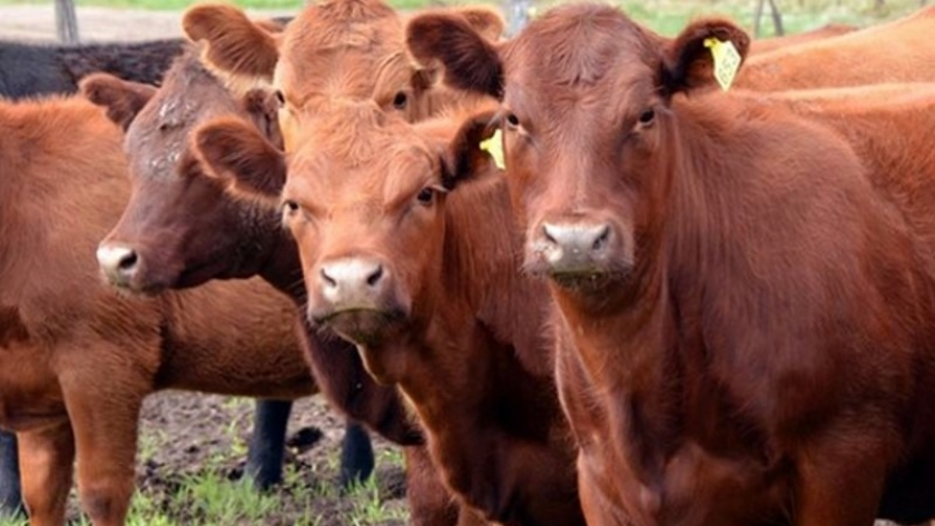 La carne argentina genera emisiones de gases de efecto invernadero por debajo de valores internacionales