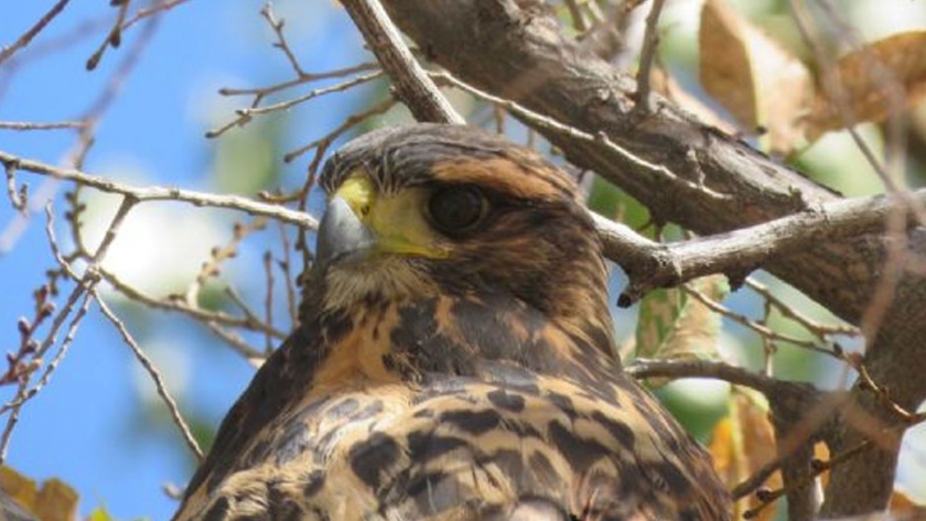 Mendoza en Casa: se lanza el primer documental de Bienestar Animal