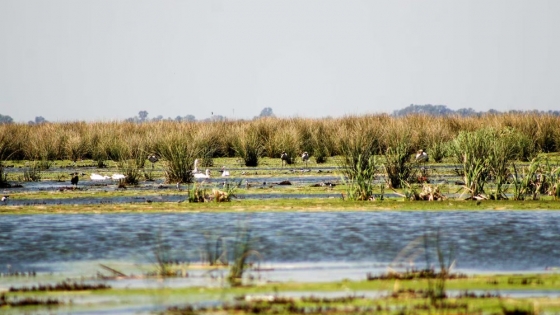 Descubrí el Parque Nacional Ciervo de los Pantanos en Campana: naturaleza a un paso de Buenos Aires