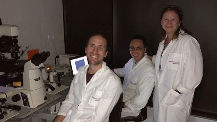 Logran preñeces en yeguas por fecundación in vitro de óvulos congelados