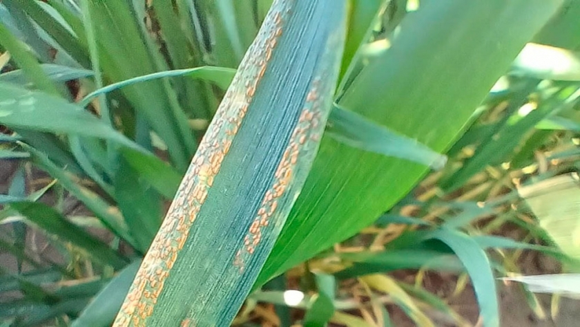 La performance de los fungicidas en la lupa