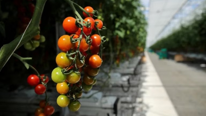 El Gobierno declaró la alerta fitosanitaria por el virus rugoso del tomate