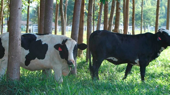 ¿Puede el sistema silvopastoril incrementar la eficiencia reproductiva del ganado lechero?