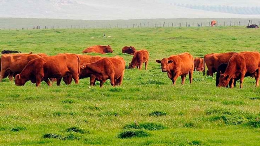 Planificación y conocimiento para sacarle provecho al pastizal natural