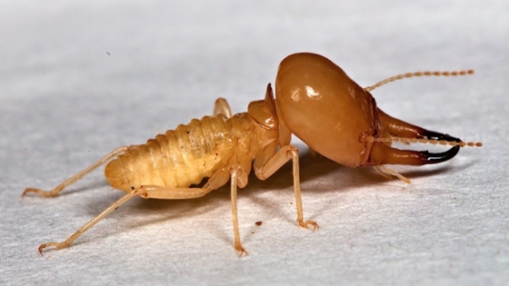 Las termitas podrían restaurar ambientes naturales afectados