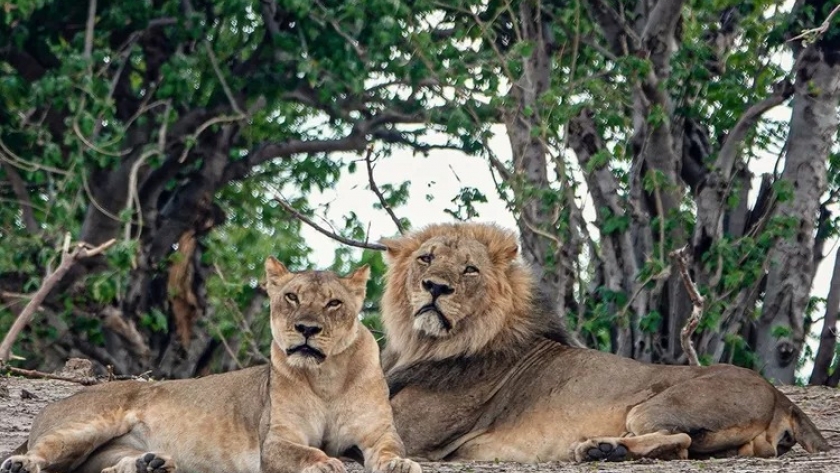 This safari company has 9 all-inclusive camps that let you see the best of Botswana by foot, boat, and Jeep