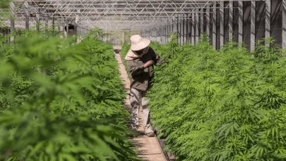 Cuidado de las plantas de cannabis: Cultivo responsable y legal