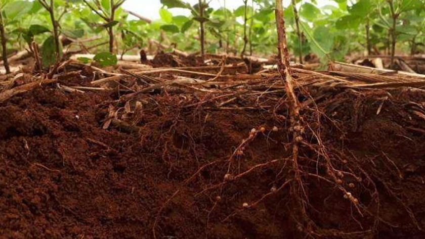 El rasgo recién descubierto ayuda a las plantas a desarrollar raíces más profundas en suelos secos y compactados