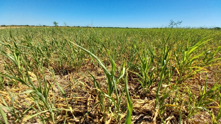 La provincia entregó aportes a productores agropecuarios del Sur afectados por la sequía