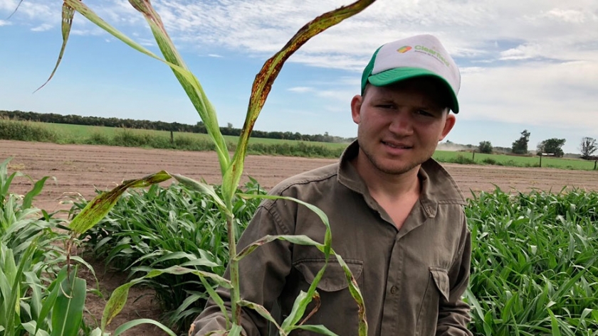 El sorgo también se enferma