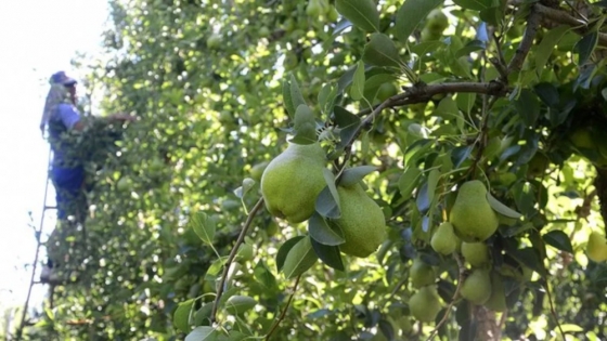 La cosecha de peras y manzanas terminará en 1,17 millones de toneladas