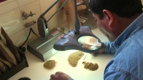 Sanidad de semillas: importancia del tratamiento en trigo y cebada