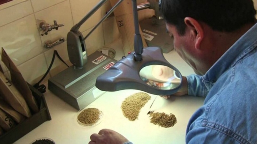Sanidad de semillas: importancia del tratamiento en trigo y cebada