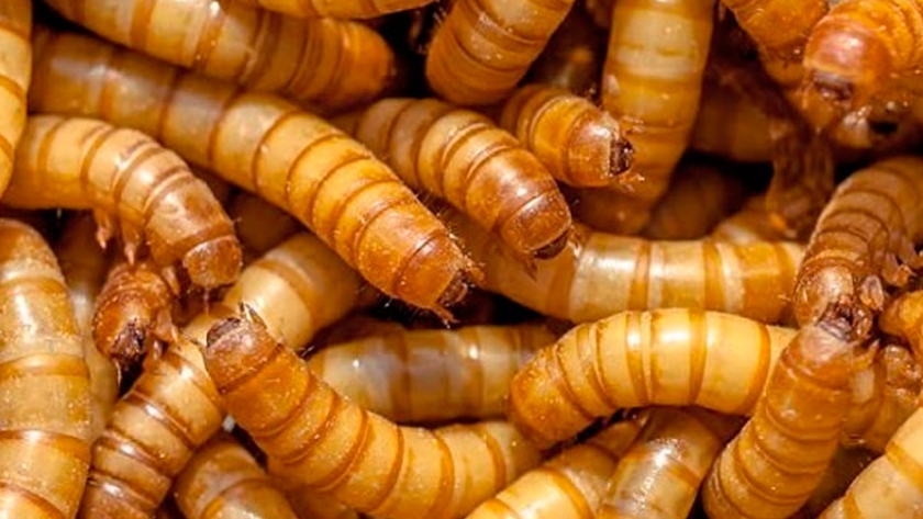 Certifican gusano como alimento apto para consumo humano
