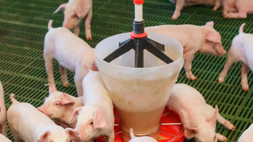 ¿Qué es Rosporc? La primera plataforma de negociación del mercado porcino