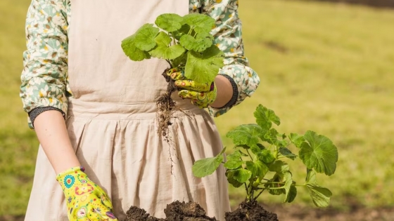 La hortaliza que podés cultivar en el patio de tu casa y brinda beneficios nutricionales