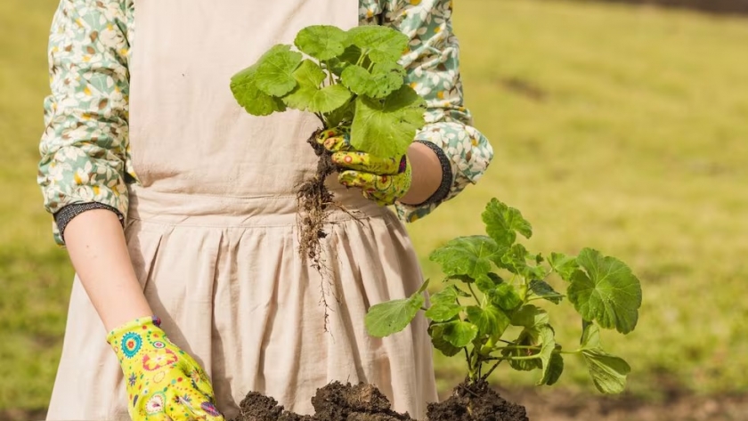 La hortaliza que podés cultivar en el patio de tu casa y brinda beneficios nutricionales