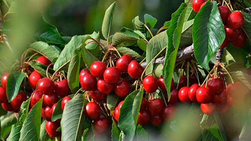 Diseñaron una cereza electrónica para optimizar la producción frutícola