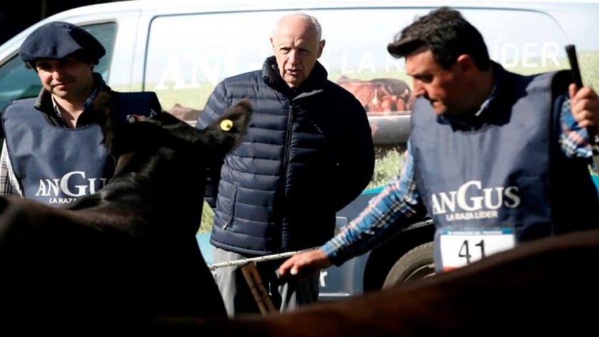 Lavagna llevó un lote de los mejores ejemplares de su cabaña para competir en la Expo Rural