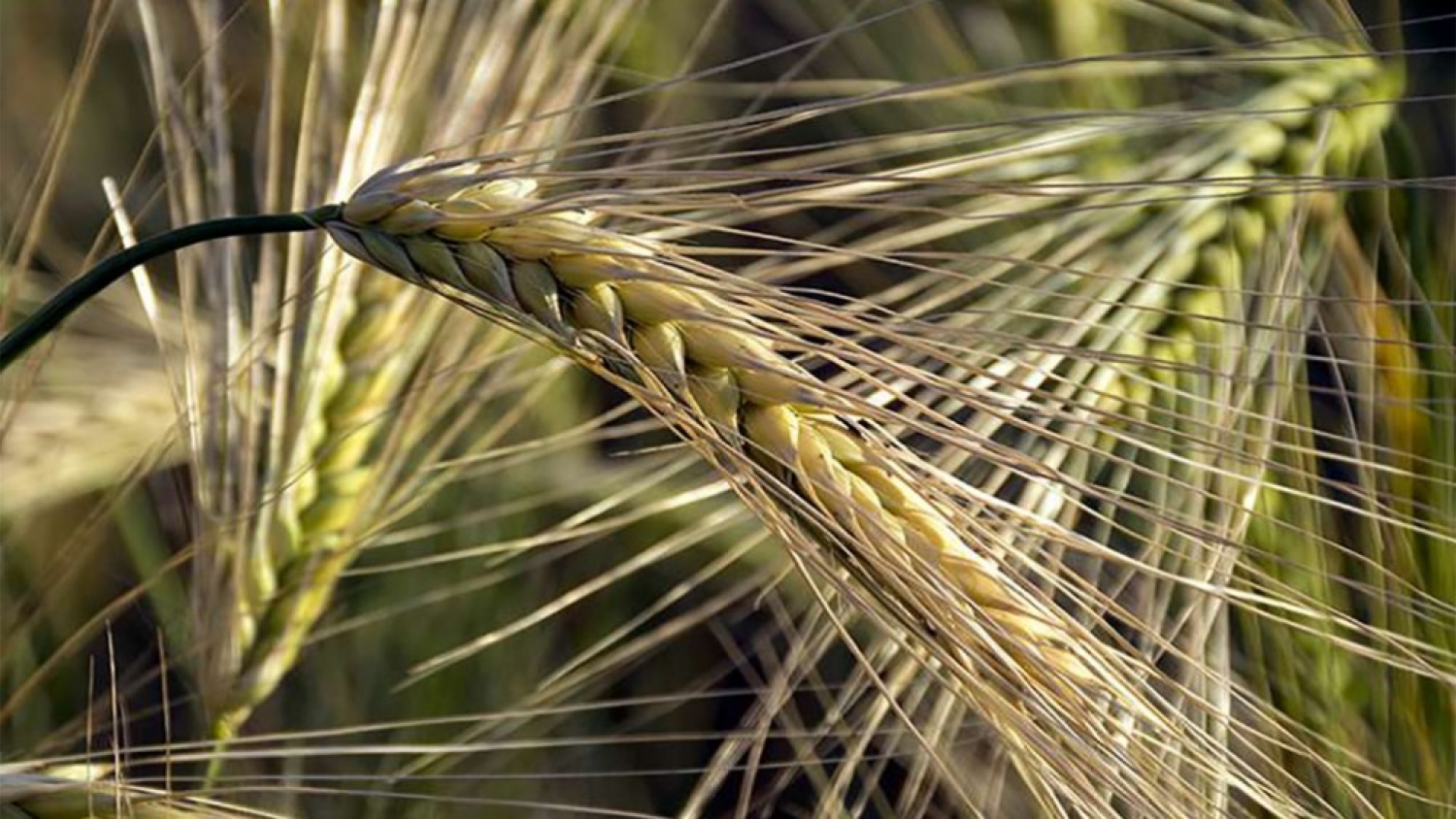 Una bacteria del suelo podría convertirse en una nueva herramienta contra el daño de Fusarium