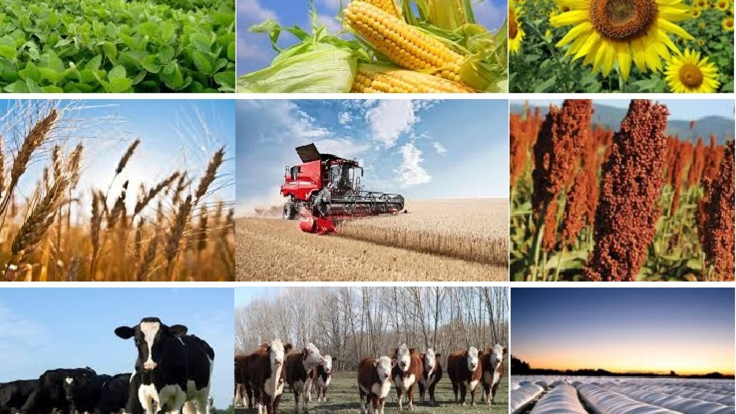 Los Warrants marcan un nuevo récord: fuerte expansión en el financiamiento garantizado con mercadería