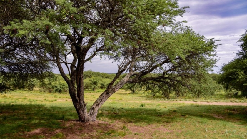 Intervenciones en las áreas del Bosque Nativo requieren autorización previa