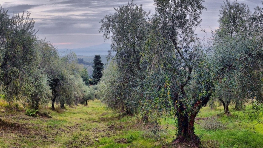El mal tiempo antes de la cosecha empaña el espíritu de los productores de aceite de oliva de Italia
