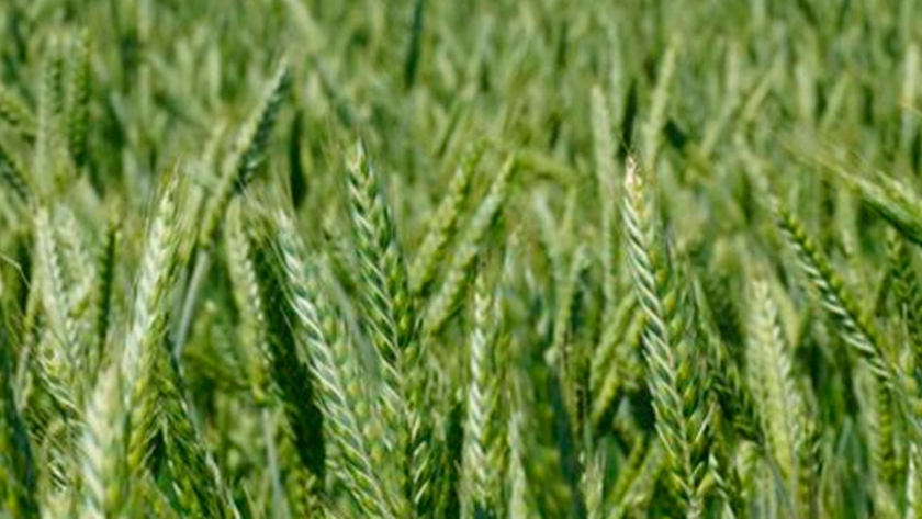 En Villa María, Rafael Boiero incorporó el triticale como parte de su estrategia de cultivos de servicio