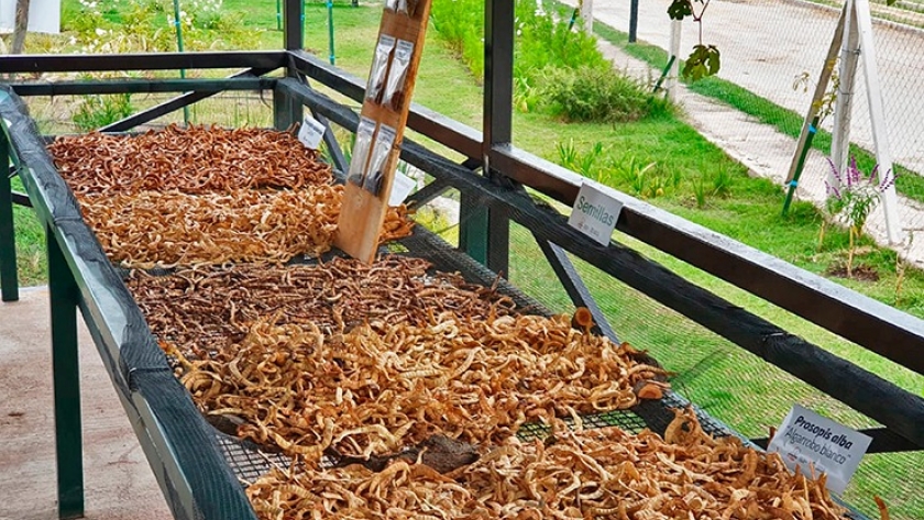 Amor por nuestra tierra: la Campaña de Recolección ya juntó más de 1.700.000 semillas
