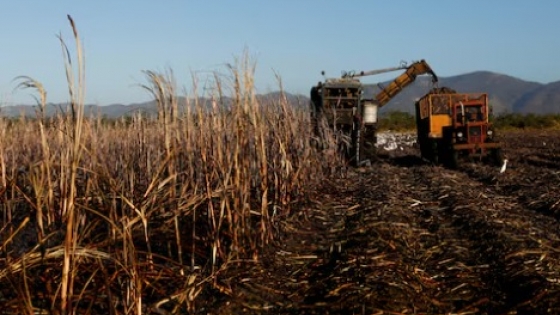 Cuba puede importar azúcar, la industria del ron se ve presionada por una cosecha desastrosa.