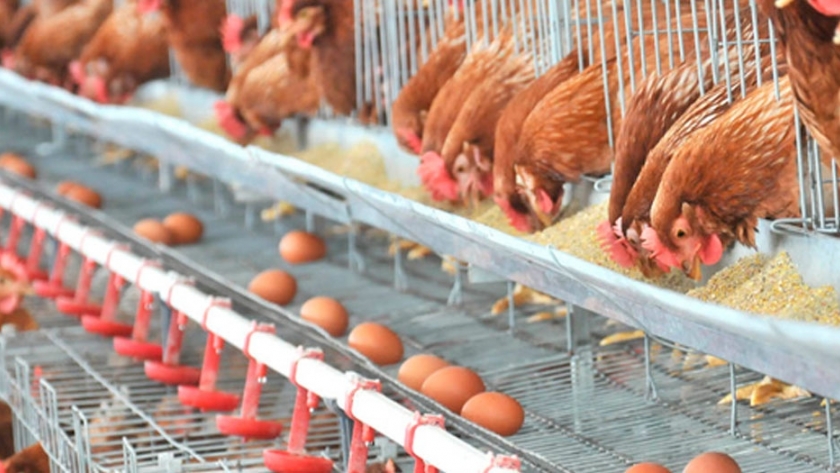 Logran producir huevos sin tener que matar pollitos machos