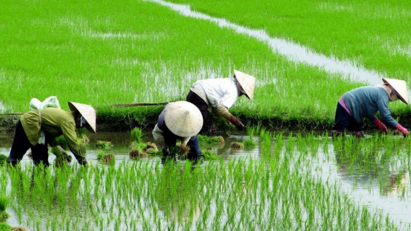 Nuevas tecnologías transforman la milenaria agricultura china