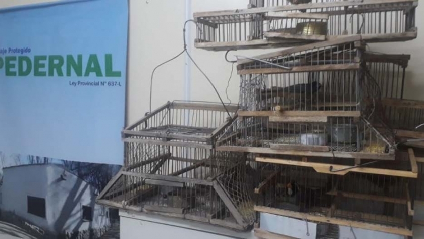Ambiente decomisó 10 aves y carne de guanaco