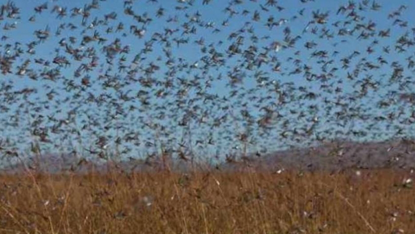 Manga de langostas ataca lotes de trigo en el norte cordobés