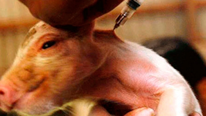 En tiempos de vacunas, los alemanes desarrollan una jeringa sin aguja para los cerdos. Y viene con Bluetooh