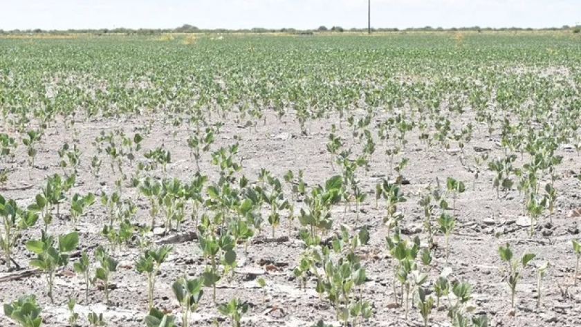 Sequía y tormentas: el doble desafío climático para Argentina