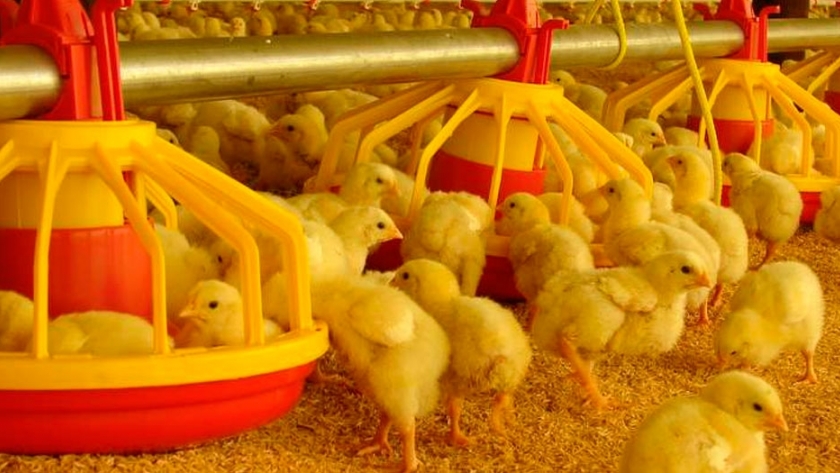 Pollos con altos niveles de anticuerpos naturales tienen una mejor respuesta inmunitaria