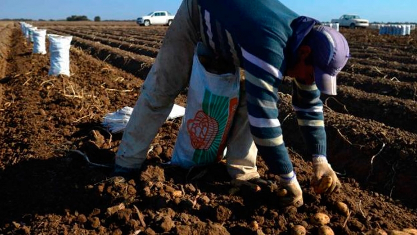Actualizan la escala salarial para trabajadores rurales: el sueldo mínimo será de 40.000 pesos