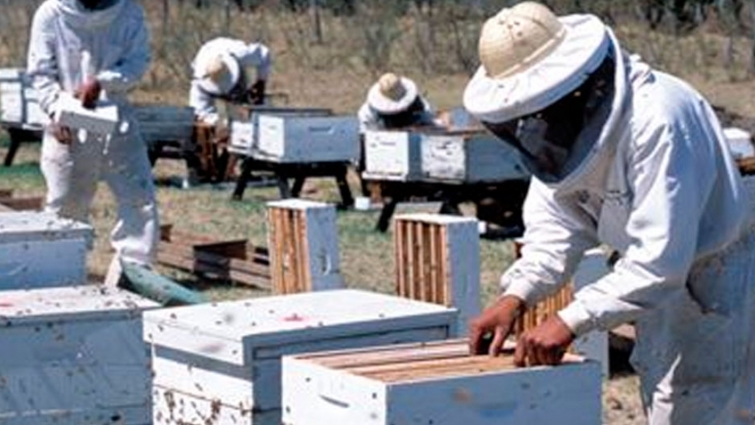 Requisitos para la exportación de abejas reinas