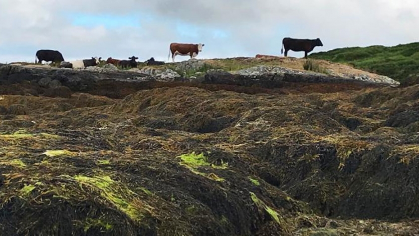 Los eructos de las vacas alimentan la crisis climática por el metano. Una compañía Australiana dice que tiene la solución