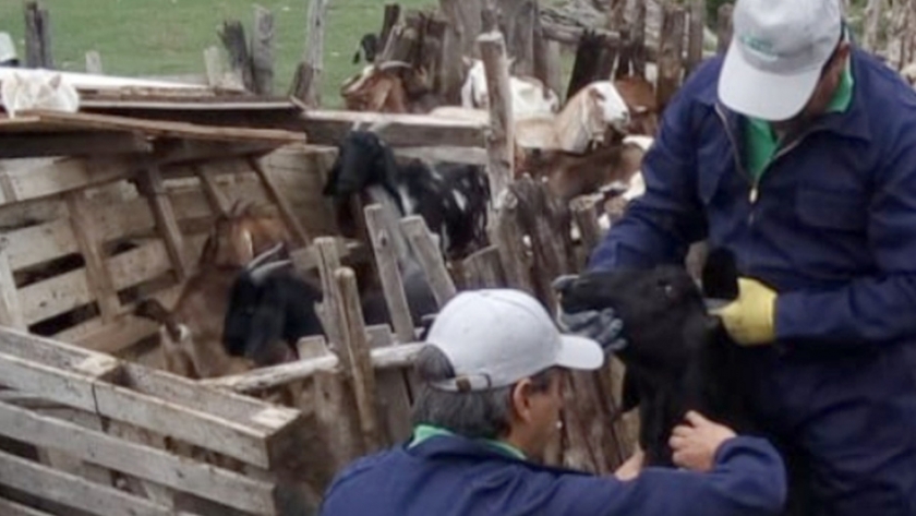 Realizaron muestreos caprinos para la detección de brucelosis