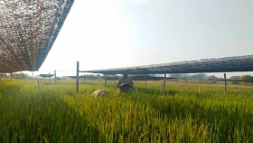 Menos radiación solar , menos arroz: el sombreado puede recortar hasta 17 % el rinde