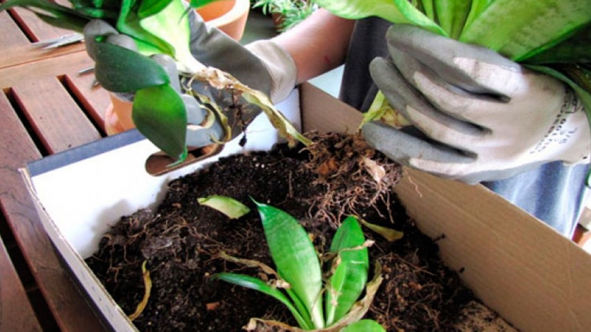 Dividir matas y rizomas para multiplicar las plantas