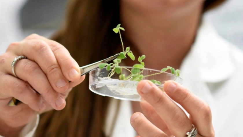 Las más avanzadas biotecnologías para el desarrollo de las leguminosas