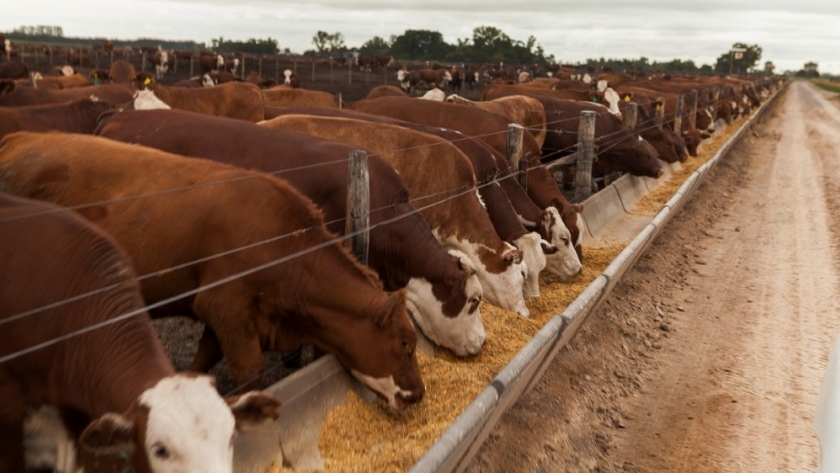 Taller Regional analizó reducir resistencia antimicrobiana en la alimentación animal